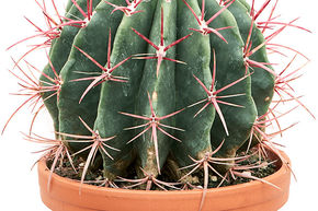 Cactus tonneau