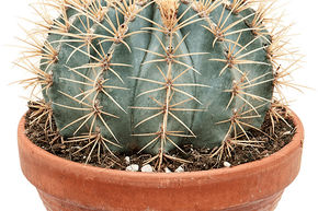 Cactus tonneau