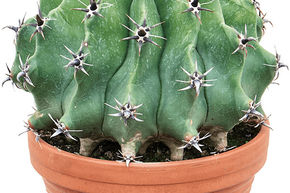 Cactus barrique, tonneau