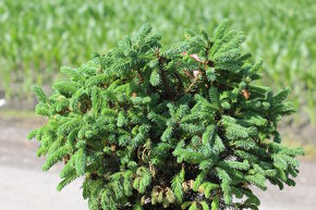�pic�a h�risson bleu 'Echiniformis'