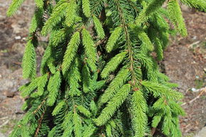 �pinette suspendue 'Inversa'