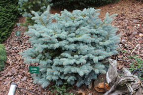 Epinette bleue 'Glauca Globosa' - arbre nain