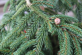 Sapinette d'Orient 'Aurea Compacta', nain