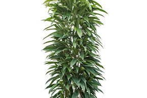 Ficus sabre 'Amstel King'