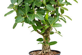 Figuier des banians 'Audrey'