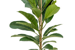 Figuier des banians 'Roy'