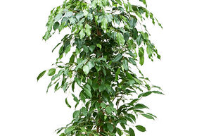 Ficus benjamina 'Exotica'
