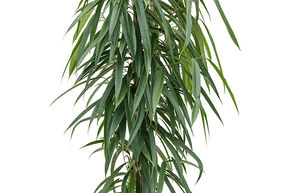 Ficus sabre 'Alii'