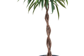 Ficus sabre 'Alii'