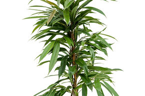 Ficus sabre 'Amstel King'