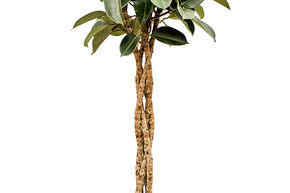 Ficus elastica 'Burgundy'