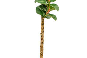 Ficus elastica 'Cloe'