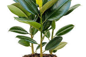 Caoutchouc 'Robusta'