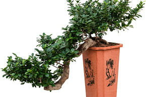 Ficus ginseng 'Compacta'