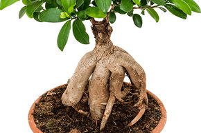 Arbre de l'intendance ou laurier d'Inde 'Ginseng'