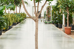 Ficus ginseng 'Moclame' (150-180)