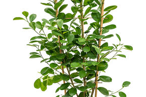 Ficus ginseng 'Moclame'