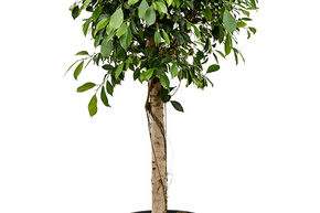 Ficus ginseng 'Nitida'