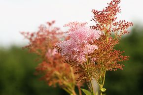 Reine des Pr�s 'Venusta'