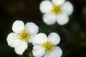 Potentille arbustive 'Abbotswood'