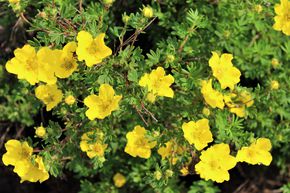 Potentille arbustive 'Dakota Sunspot�'