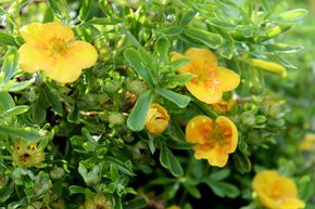 Potentille arbustive 'Mango Tango�'
