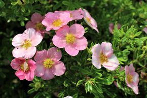 Potentille arbustive 'Pink Beauty�'