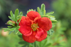 Potentille arbustive 'Red Ace'