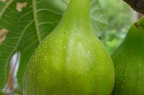 Figuier 'Fiorone Giallo'