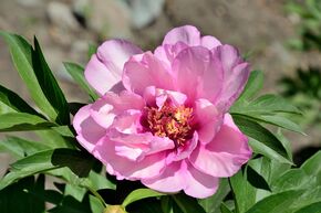 Pivoine Itoh 'First Arrival'