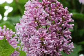 Syringa, lilas arqu�