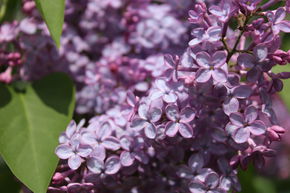 Syringa, lilas noble Amethyst