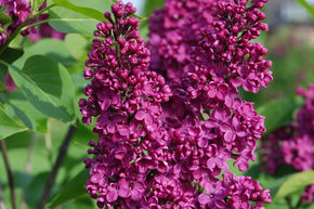Lilas commun 'Andenken an Ludwig Sp�th' (en souvenir de Ludwig Sp�th) - plante XXL