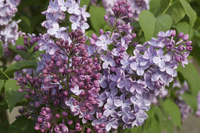 Syringa, lilas noble Blue Skies™