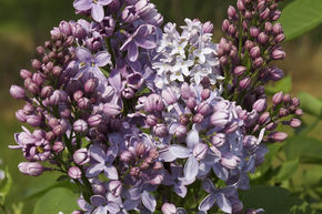 Syringa, lilas noble Boule Azur�e