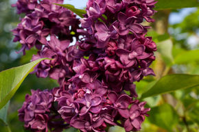 Lilas commun 'Charles Joly' - plante XXL