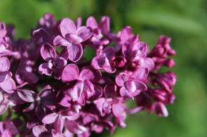 Lilas commun 'Charles Joly'