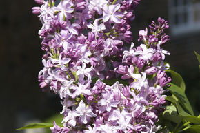 Syringa, lilas � fleurs Flamingo�