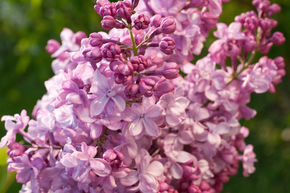 Syringa, lilas � fleurs nobles General Pershing