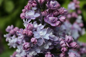 Lilas commun 'Katharine Havemeyer'