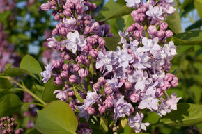 Lilas commun 'Michel Buchner' - plante XXL