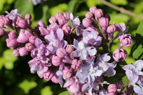 Lilas commun 'Michel Buchner'