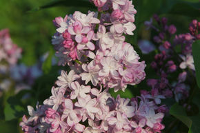 Syringa, lilas � fleurs nobles Mme Antoine Buchner