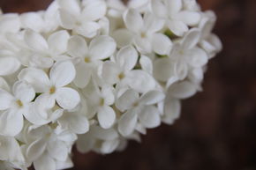 Lilas noble 'Mme Florent Stepman'