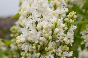 Lilas commun 'Mme Lemoine'