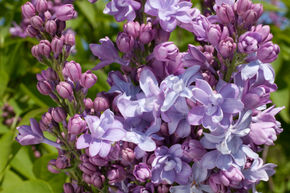 Lilas commun 'Nadezhda'