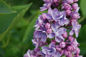 Syringa, lilas � fleurs nobles Paul Thirion