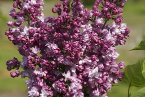 Syringa, lilas pr�cieux Perle de Stuttgart