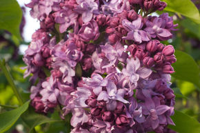 Syringa, lilas noble Pr�sident Poincar�
