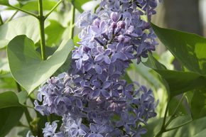 Syringa, lilas pr�cieux Pr�sident Lincoln